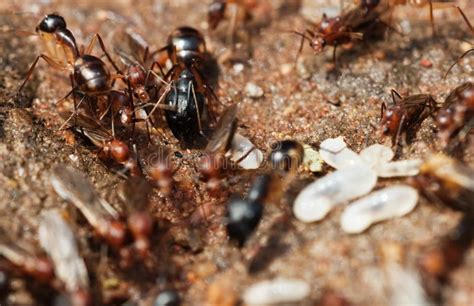 Termites And Flying Ants Stock Image Image Of Eyes Macro 10397871