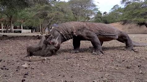 How Komodo Dragons Kill And Eat Raw Monkeys It Was Terrible And Bloody