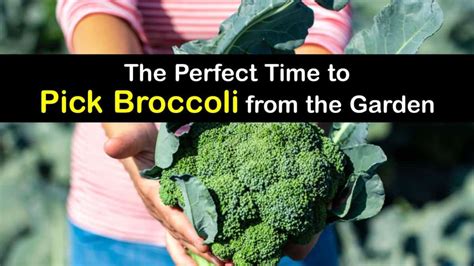 Harvesting Broccoli Best Time For Picking Broccoli