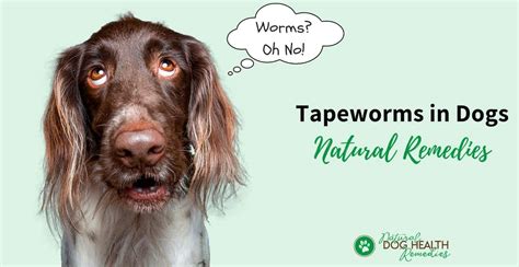 Tapeworm In Dogs Symptoms Causes Treatments