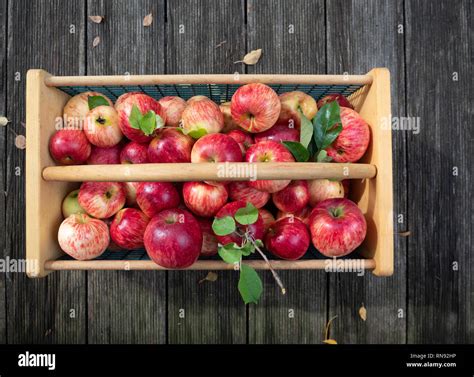 Basket Of Ripe Red Apples Photographed From Above In A Wood And Metal