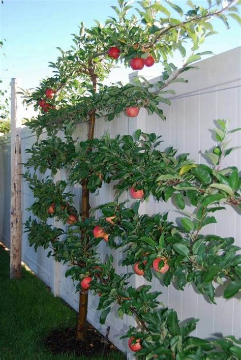 An Espalier Is A Fruit Treeshrub Thats Been Pruned And Trained To