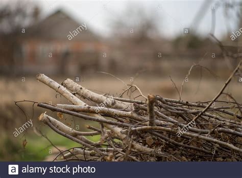 Pile Dry Sawn Birch Branches In The Garden For Fire Stock Photo Alamy