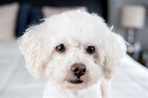 All About Bichon Frise Costs Pricing Breeders And More