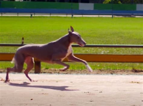 Branded Parodies Fifty Shades Of Greyhound And Audi