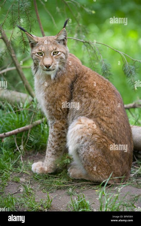 European Lynx Lynx Lynx Stock Photo Alamy