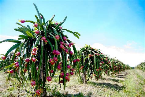 Growing Dragon Fruits Best Varieties Planting Guide Care Problems