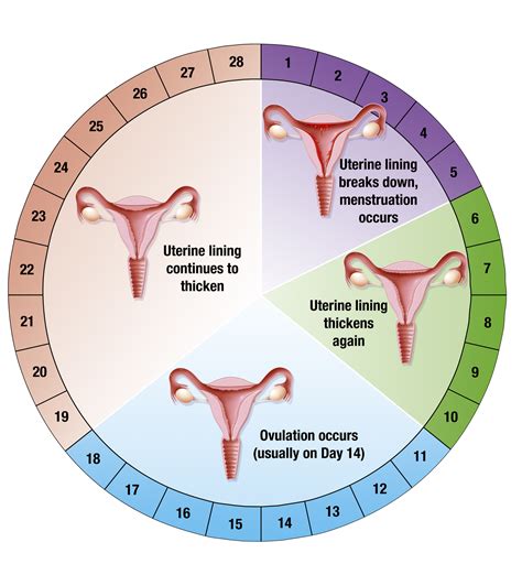 The Signs And Symptoms Of Ovulation