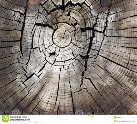 Cracked Pine Tree Trunk In Cross Section Stock Photo Image Of Close