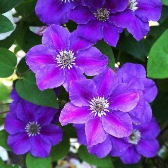 Einfach online blumenversand auswählen, blumengruß pünktlich verschicken lassen und ganz nebenbei noch web.cent sammeln. Clematis - Gartenpflanzen online kaufen & bestellen ...