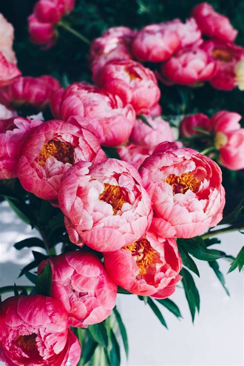Peony Flower Hd Mobile Wallpapers Wallpaper Cave
