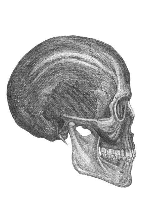 Human Skull Drawing Stock Illustrations 9602 Human Skull Drawing