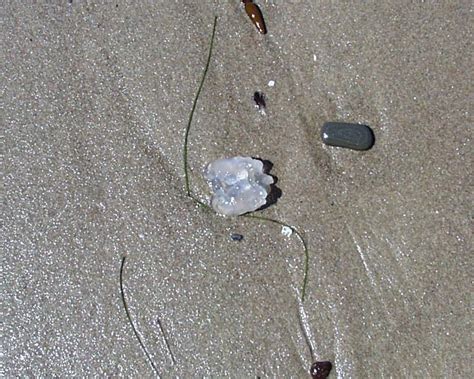 The marine mucilage is a thick, slimy substance made up of known colloquially as sea snot and scientifically as marine mucilage, the blanket of sludge is made up of compounds released by marine algae. Is this whale snot? Is this a pile of jellyfish?
