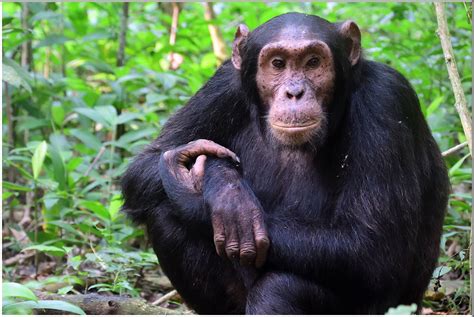 5 Day Low Season Uganda Gorilla And Chimpanzee Safari From Kigali