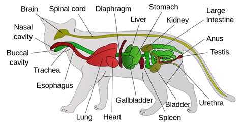 Internal Organs Of A Cat Holistic Cat Groomers Alliance