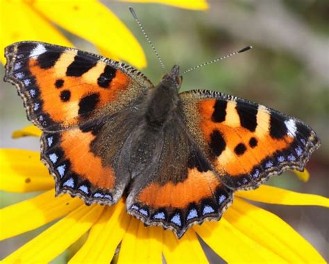 British Butterfly Population Decline Linked To Neonicotinoid Pesticide