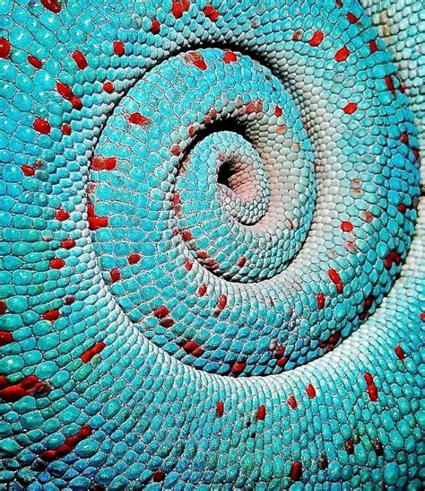 Chameleon Tail Closeup ~via Tree Candy Chameleons Fb Spirals In