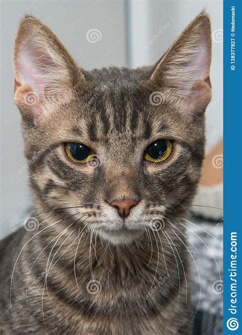 They may also be called house cats, and people in the u.k if your cat resembles a known cat breed you may call it a mix. Grey Stripped Mixed-breed Cat Stock Image - Image of gray ...