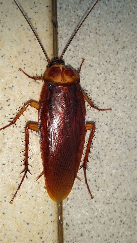 Coli and salmonella, don't take an infestation lightly. Cockroach Blog - Bloom Pest Control