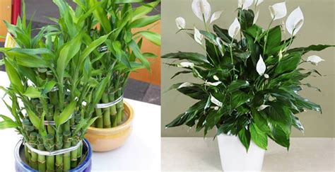 La sansevieria trifasciata è una pianta da interno resistente e autonoma,. 5 stupende piante d'appartamento che sono facili da curare