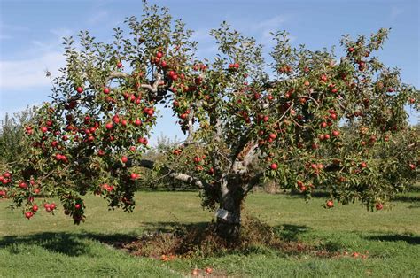 How To Prune An Apple Tree The Garden Of Eaden