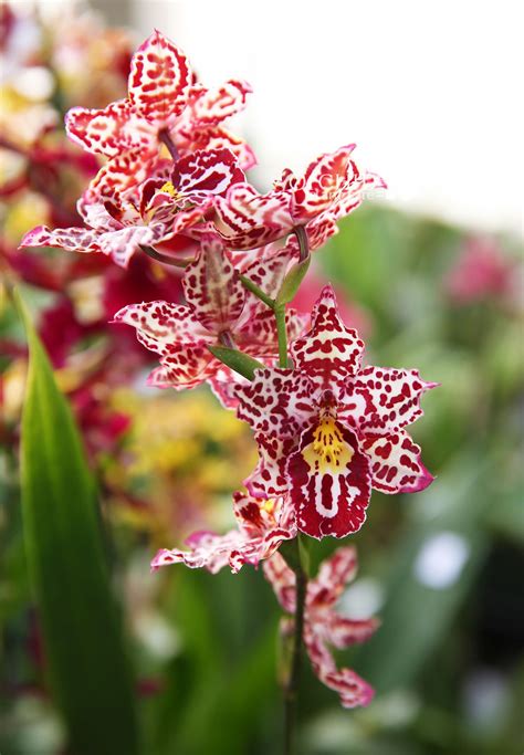 Oncidium Oncidopsis Papageno Orchid This Orchid Was Named After