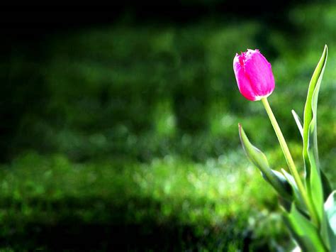 Pink Tulip Flower Pictures 2013 Wallpapers