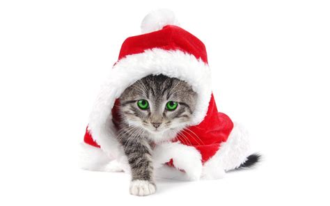 Free Download Free Christmas Cats Wallpapers Download Toptenpackcom
