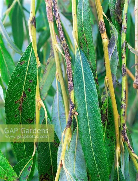Willow Anthracnose Stock Photo By Geoff Kidd Image