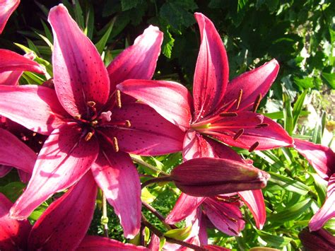 All Lily Color Flowers Pic Latest News