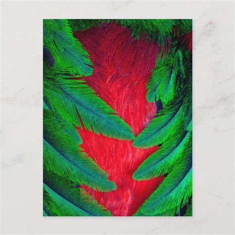 Resplendent Quetzal Feather Design Postcard Feather