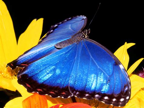 Beautiful Butterflies Wallpapers Set 4 Images Artists