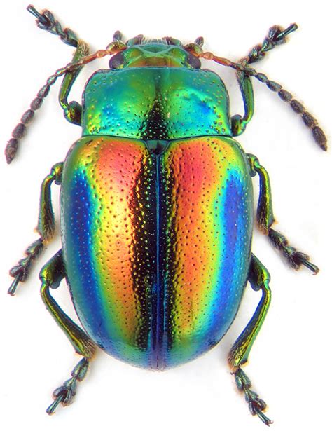 Leaf Beetle Showing Iridescence Chrysolina Animals Animals Animals