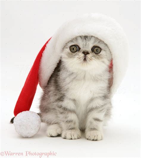 Cute Kitten In Santa Hat Anna Blog