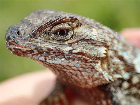 Lizards Get A Helping Hand In The Presidio Us National Park Service