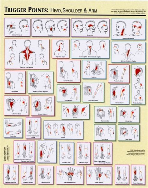 Trigger Point Charts By David Legge Trigger Points Massage Therapy