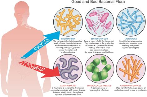 Gut bacteria can also mean gut flora. How To Optimise Your Gut Health for a Healthier Life
