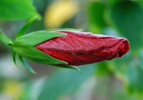 red hibiscus flower bud Hi-Res 720p HD