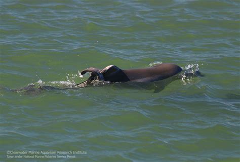 A Risky Dolphin Rescue Sarasota Dolphin Research Program