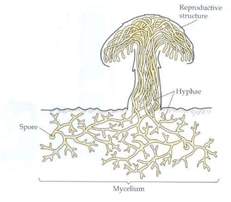 Fungi Distribution Morphology Reproduction Classification