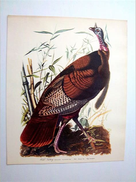 Audubon Bird Print Wild Turkey Vintage 14 X 17 Lithograph Bird