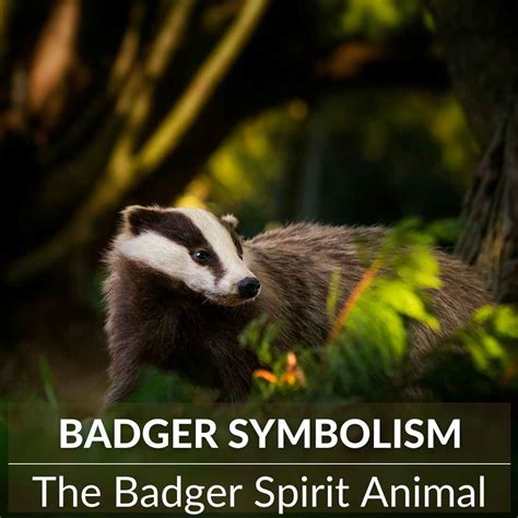Badger Symbolism Unlocking The Power Of The Spirit Animal