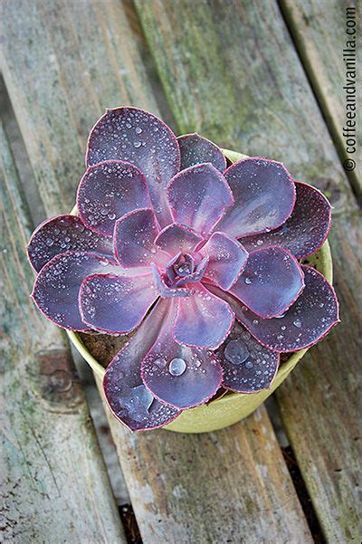 My Latest Obsession Succulents And Cacti Gallery With