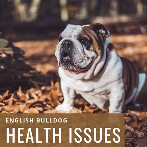Raising Awareness About English Bulldog Health Issues Pethelpful