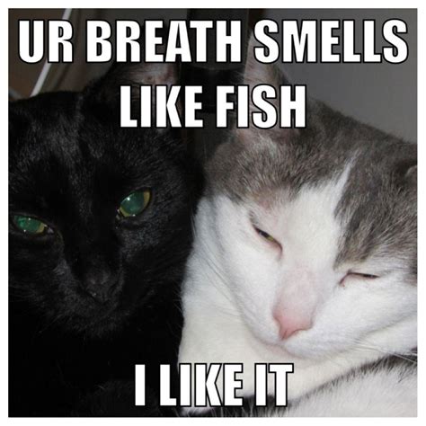Funny Cat Memes Wallpapers Top Những Hình Ảnh Đẹp