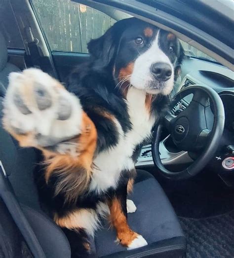 14 Pictures Only Bernese Mountain Dog Owners Will Think Are Funny