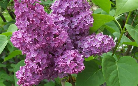 Lilac Image Id 243264 Image Abyss