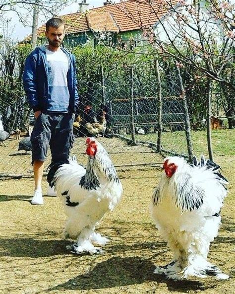 How Big Is A Brahma Chicken Learn Natural Farming In Brahma