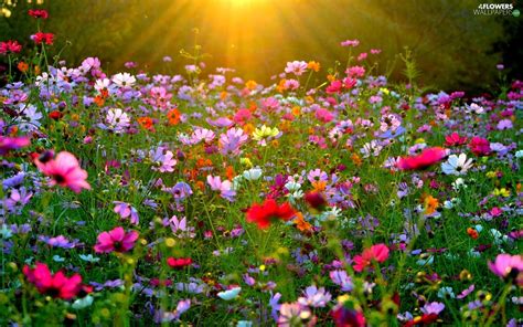 Flower Meadow Wallpapers Wallpaper Cave