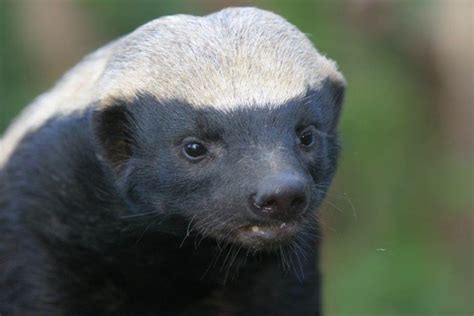The Story Of Stoffel The Honey Badger Africa Geographic